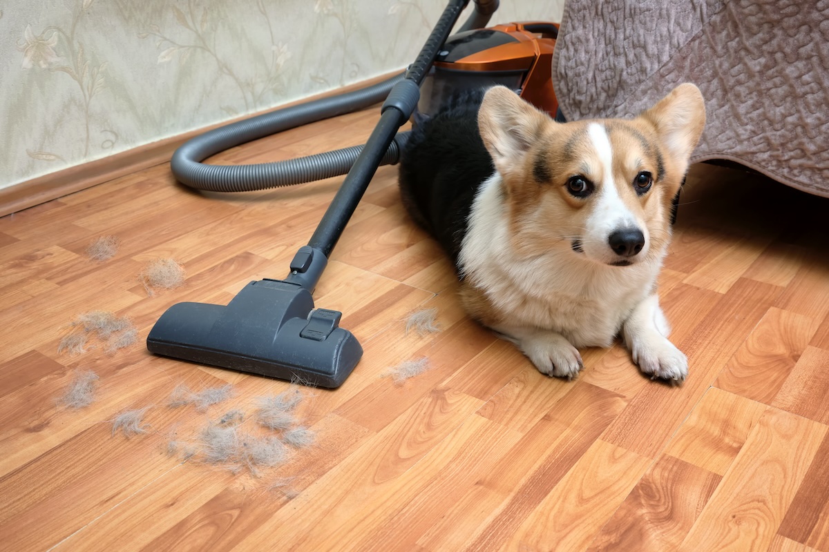 A picture of Vacuums with HEPA Filters & Sealed Filtration Systems with Edison Vacuums