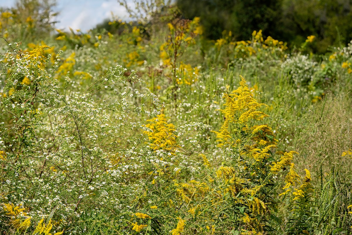A picture of How Your Vacuum Can Help With Nashville's Allergy Season with Edison Vacuums