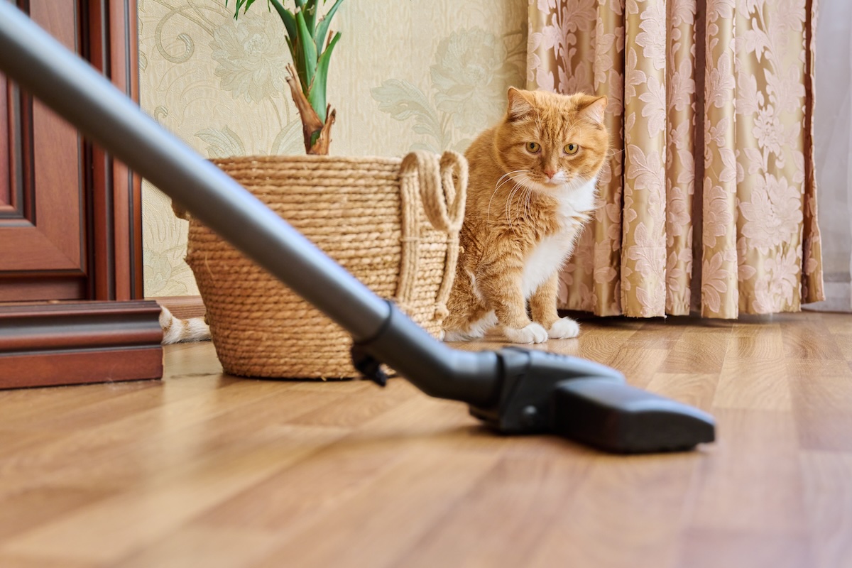 A picture of Bagged vs. Bagless Vacuums for Pet Hair with Edison Vacuums