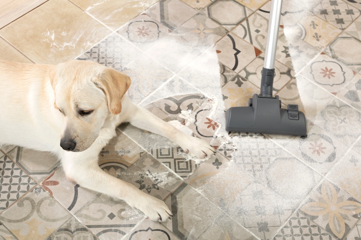 A picture of Bagged vs. Bagless Vacuums for Pet Hair with Edison Vacuums